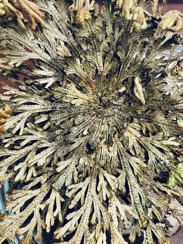 ORGANIC WHITE SAGE STICKS